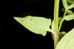 South Americn skullcap